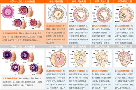 胚胎發育順序